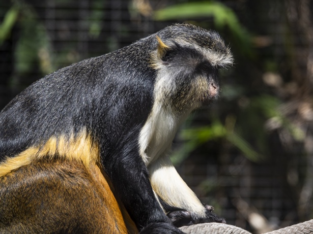 379 fotografias e imagens de Macaco Aranha - Getty Images