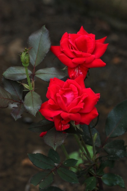 Two Red Roses And Bud Free Stock Photo - Public Domain Pictures
