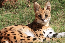 African Serval Cat Close-up