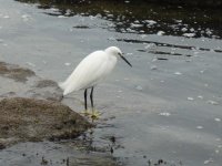 Egret On The Lookout For Fish