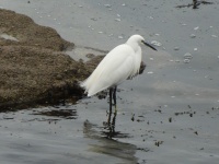 Egret On The Lookout For Fish