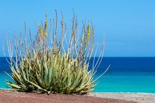 Aloe Vera And Sea