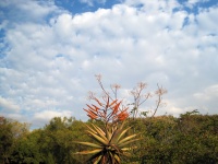 Aloe With Cloudy Sky