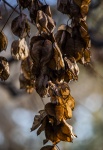 American Bladdernut Leaves