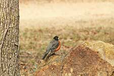 American Robin Perched On Rock