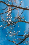 Apricot Tree Blossom