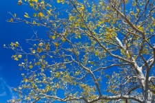 Autumn Tree And Blue Sky