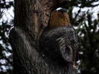 Bear Carving Tree