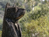Bear Sculpture In The Woods