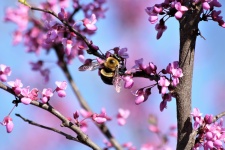 Bee On Redbud Blossoms