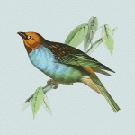 Bird Colorful Watercolor Vintage