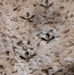 Bird Footprints