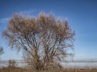 Bird Refuge Tree