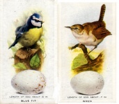 Birds Blue Tit & Wren With Eggs