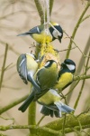 Birds Feeding In Winter