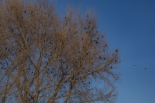 Birds In The Tree