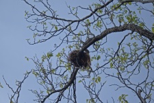 Bird's Nest In Japanese Raisin Tree