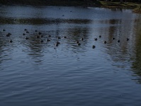 Birds On The Water