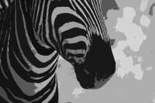 Black And White Cutout Of Zebra