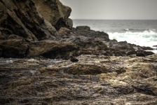 Black Oystercatcher On Beach Rocks