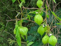 Bladder Like Pouches On A Plant