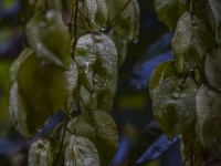Bladdernut Leaf Tree