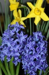 Blue Hyacinth And Daffodils