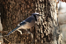 Blue Jay In Tree