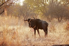 Blue Wildebeest In The Morning Sun