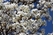 Bradford Pear Tree In Spring