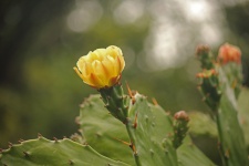 Bright Yellow Prickly Pear Flower