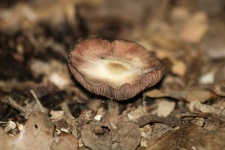 Brown And White Mushroom Close-up