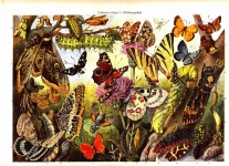 Butterflies 1897