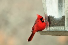 Cardinal Bird On Feeder In Winter