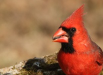 Cardinal Close-up Background