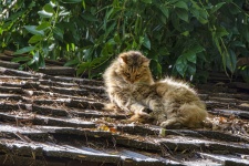 Cat On Roof