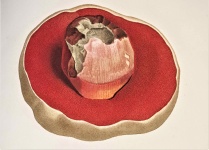Mushrooms - Joseph ROQUES 1832 -1