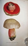 Mushrooms By Joseph ROQUES 1832