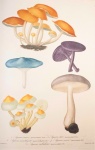 Mushrooms By Joseph Roques 3