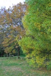 Changing Colours On Trees In Autumn