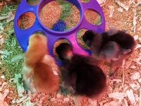 Chicks Eating