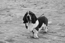 Dog Breed Basset Hound