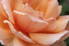Close-up Rose Petals