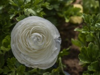 Closeup White Ranunculas Flower