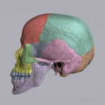 Color Skull
