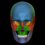 Color Skull 2