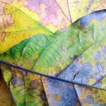 Colorful Fall Leaf Texture