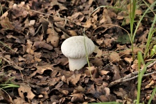 Common Puffball Mushroom In Leaves
