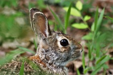 Cottontail Rabbit Portrait