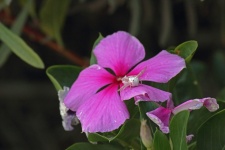 Crab Spider On A Pink Periwinkle